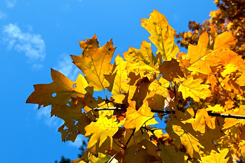 lente zomer herfst winter seizoen seizoenen voorjaar najaar hdr paddenstoelen bladeren mist regen sneeuw